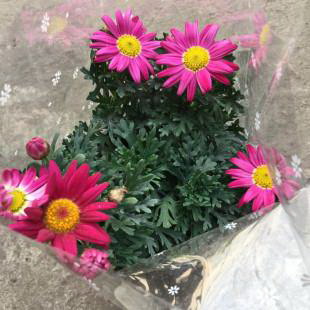 水仙花水培的完美养殖技巧（从种子到开花，轻松掌握水仙花水培养殖方法）