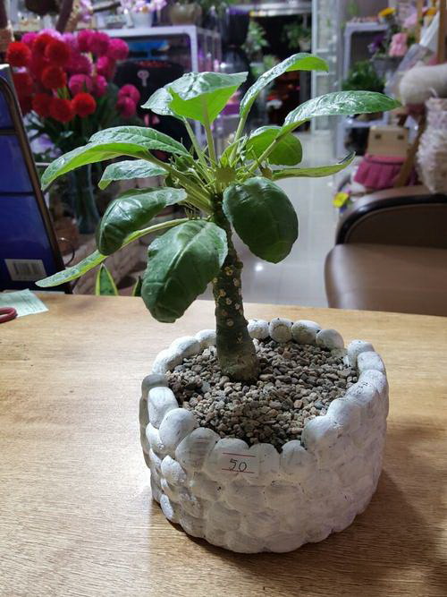 秋季多肉植物养护指南（多肉植物的“深秋”时节应该如何养护？）