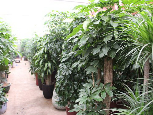 昙花几月份种合适