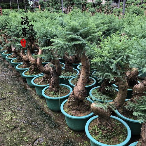 芦荟用什么肥料好
