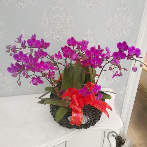 水果酵素能浇花吗