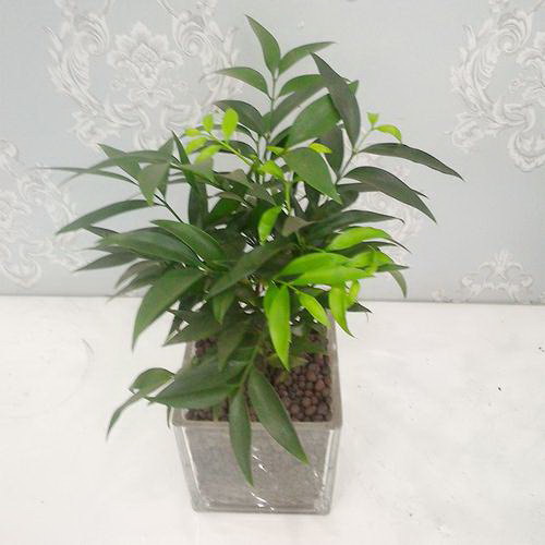如何正确种植百日菊（百日菊种子的选择与种植技巧）