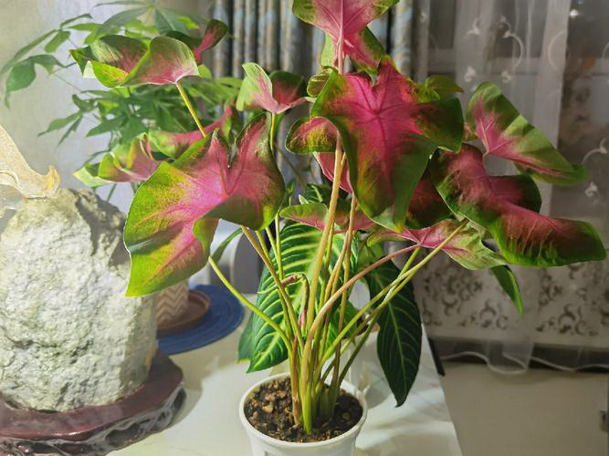 买回带花苞的茶花可以洗根吗