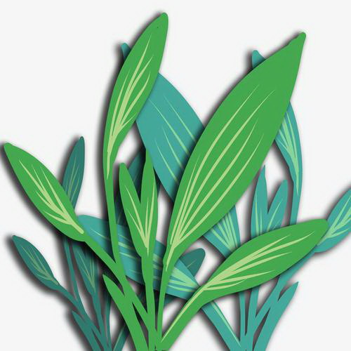 蒲公英的开花时间（探寻蒲公英花期的奥秘）