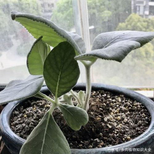 天堂鸟移盆后要浇水吗