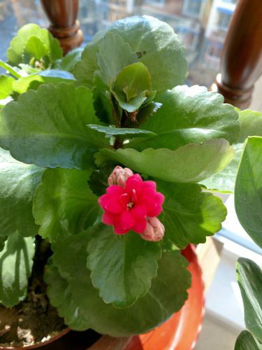 栀子花浇水加白醋还是食用醋 栀子花可以水里加醋浇吗