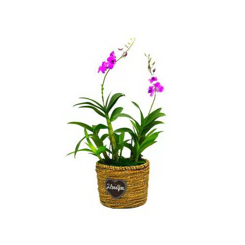 红山茶花的养殖方法和注意事项有哪些