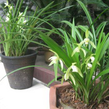 怎么给茶花施肥秋季花苞爆满枝