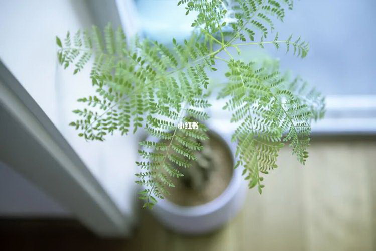 哪些树可以嫁接月季花（最常用的嫁接月季种类）