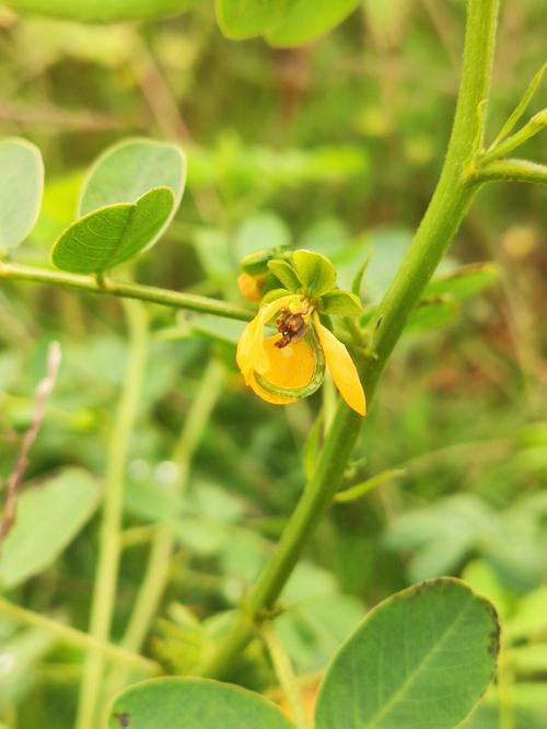 深度探究小雏菊所传达的精神内涵（深度探究小雏菊所传达的精神内涵）