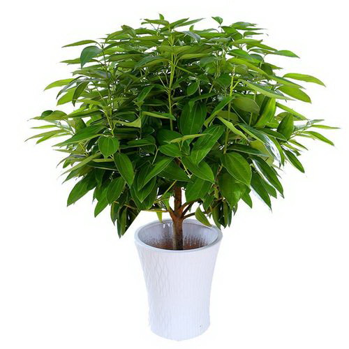 盆栽蓝莓怎么浇水方法