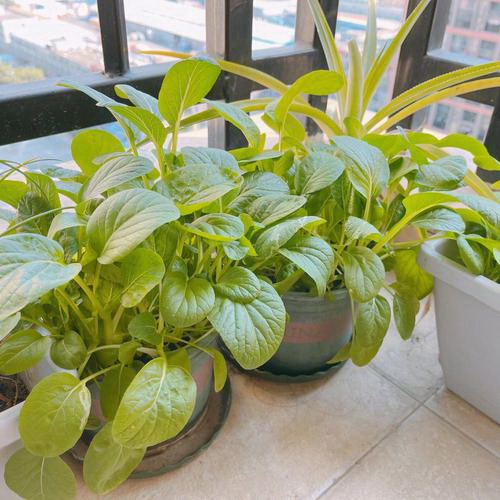 兰花用什么养促根又催花