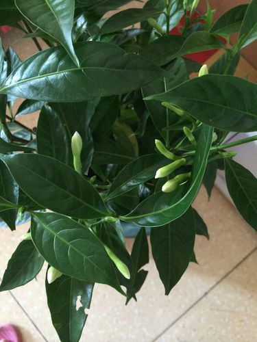 哪三种茶叶适合煮奶茶 熬奶茶用什么茶叶最好