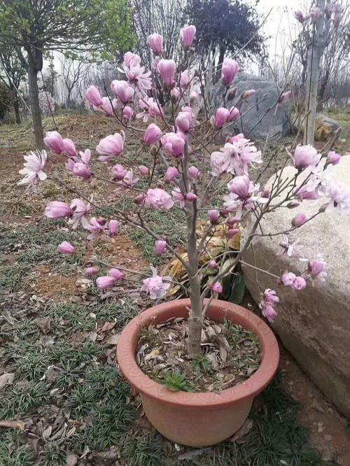 东北胡萝卜的种植技术与管理（从播种到收获）