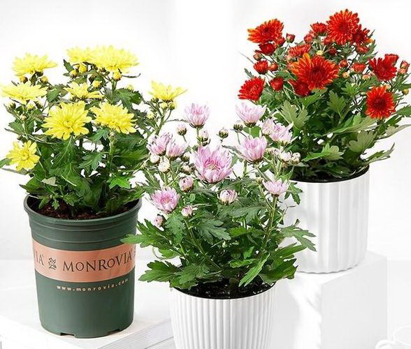 让月季花绽放绚烂——提高月季开花率的实用技巧（教你正确施肥、浇水、修剪，让月季花花期连连）
