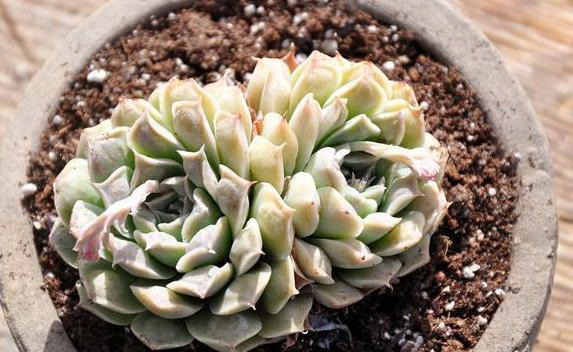 紫薯种植条件 种植环境要求