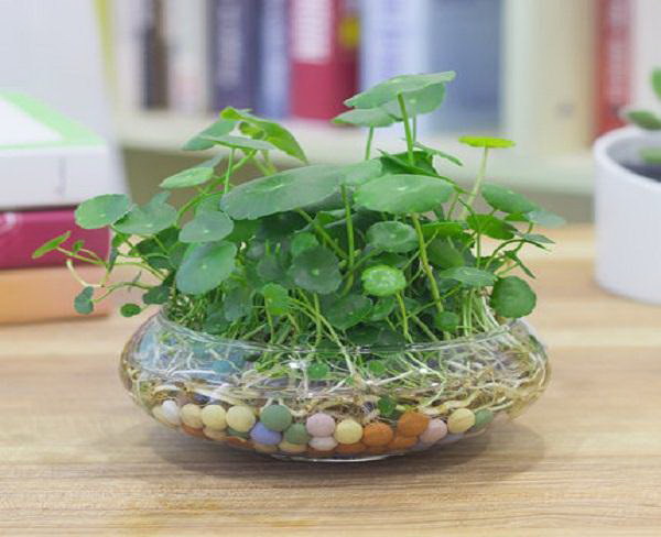 柠檬可以做肥料吗