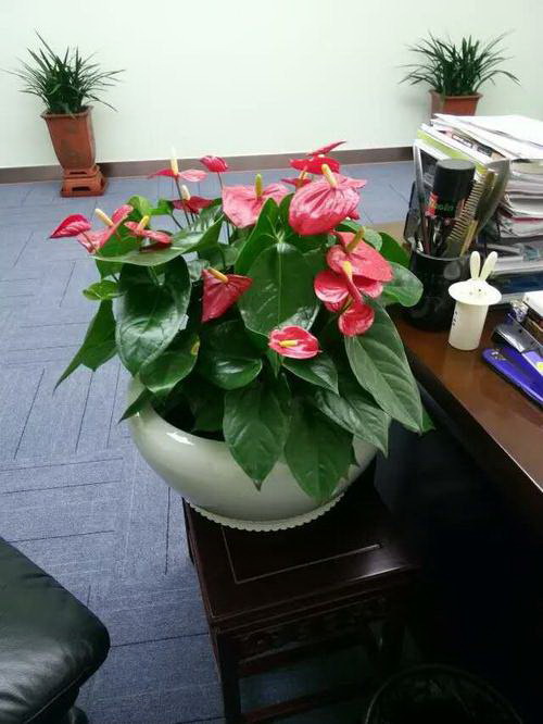 牡丹花多花心的养护技巧和注意事项是什么？
