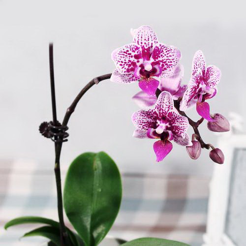 菊花的种植技巧（从选种到养护，打造美丽菊园）
