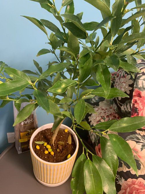 伞房花耳草和蛇舌草的区别（探究两种植物的特点与异同）