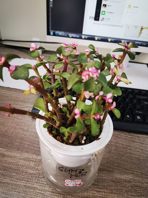 君子兰如何种植比较好（有关君子兰的栽培技术）