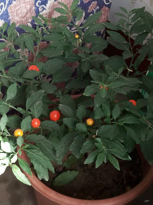 北方夏季蔬菜种植指南（适合北方夏季种植的蔬菜及其养护技巧）