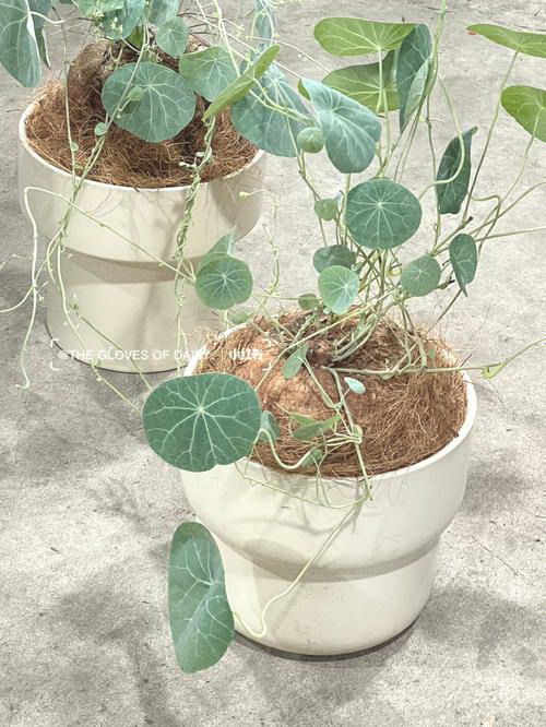 骨头汤可以浇花吗？浇花后有什么影响？