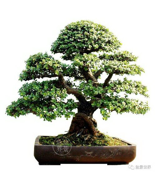 植物的养殖方法和注意事项有哪些