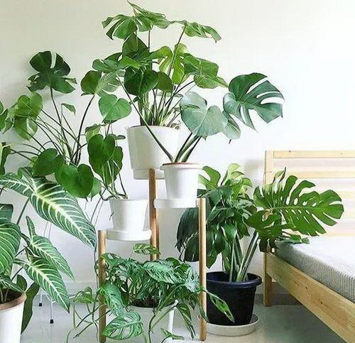 百合花如何种植具体种植步骤