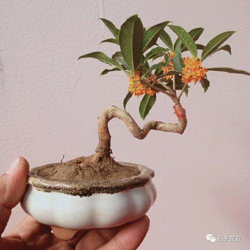 当归什么时候种植最好