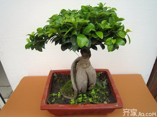 罗汉松喜肥的肥料选择（选择正确的肥料）