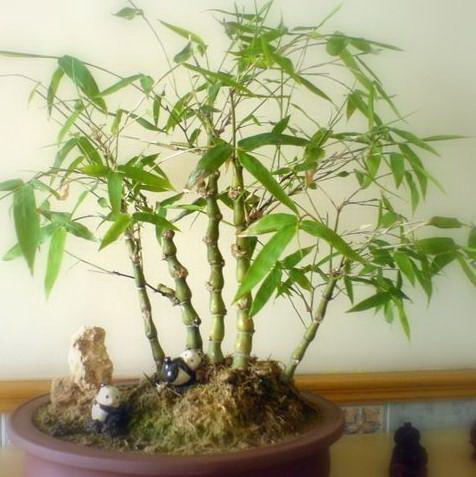 君子兰土里的小飞虫该如何处理（春季养护技巧）