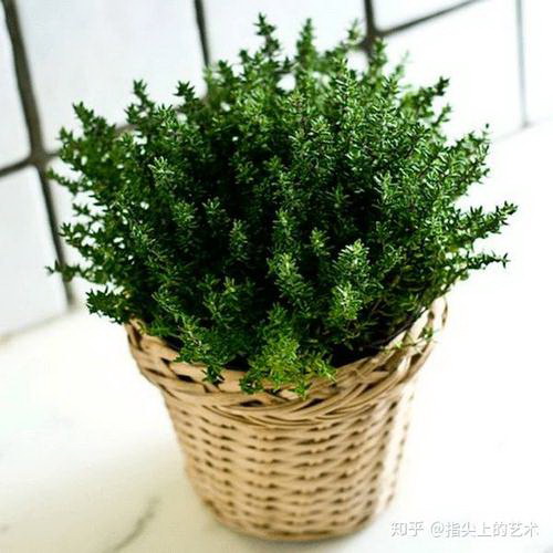 灌木生长条件和特性