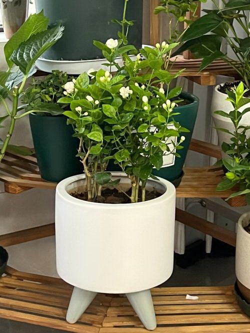 探究水中植物的美妙世界（发现水生植物的种类、特点及其生长环境）