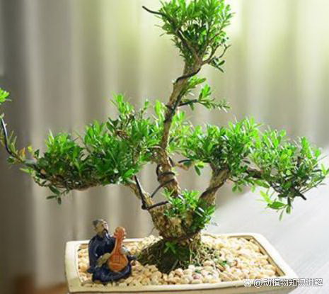 如何养护海棠花盆栽？（海棠花盆栽的选择和养护技巧）