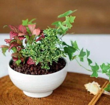 含笑花怎么养植（含笑花的养殖方法讲解）