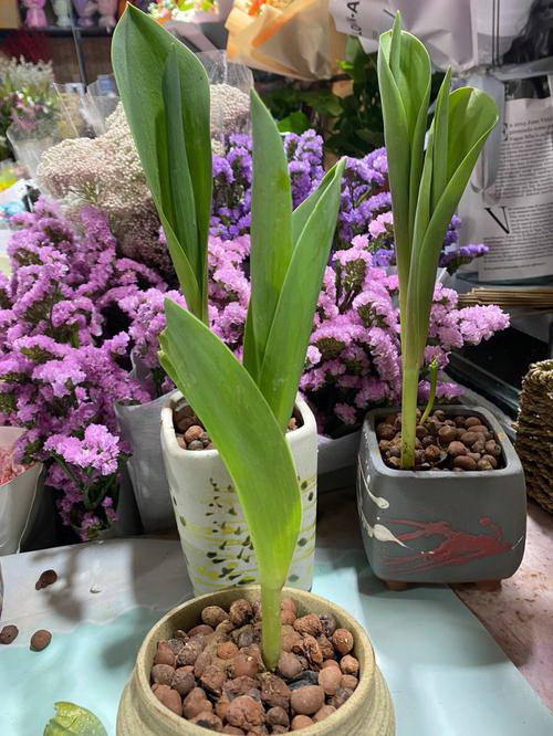 风雨兰分盆的最佳时机是什么时候？怎样做才能提高成活率？