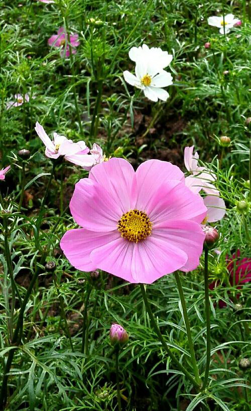 传说中的雪莲花（三个神秘的故事、花海探秘之旅）