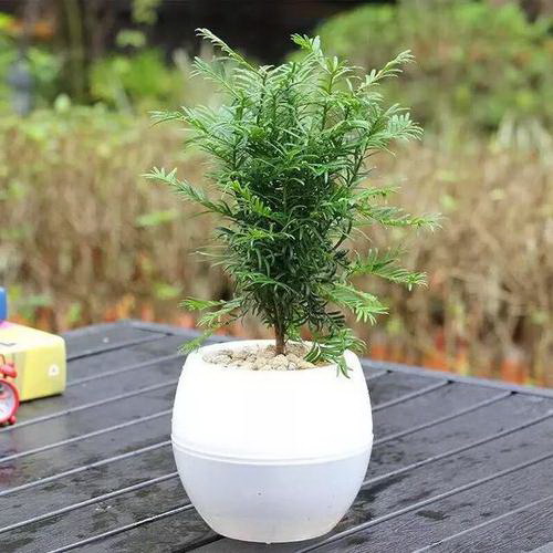 碰碰香可以叶插吗