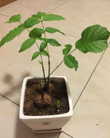 哈密瓜种植技术与管理法