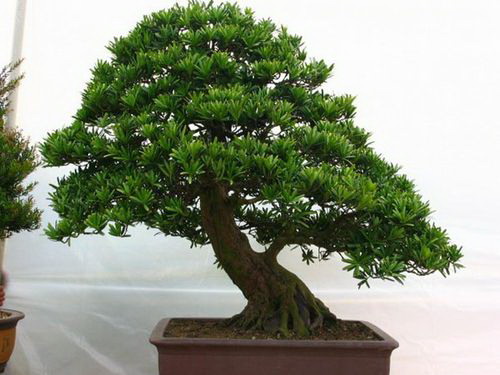 牡丹花小兰花的养护和管理技巧有哪些？怎样才能养好？
