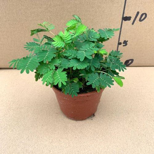 成品玫瑰花的养护方法是什么？