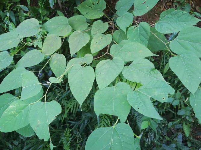 蝴蝶兰种子的种植技巧（从种子到开花，轻松掌握）