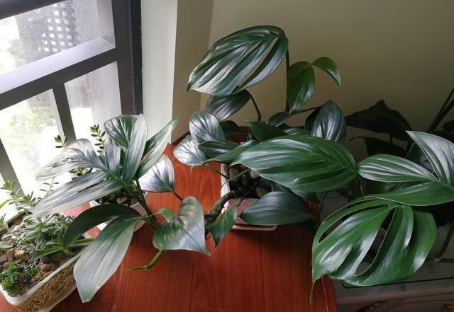 绿苋菜播种最佳时间：如何科学种植绿苋菜