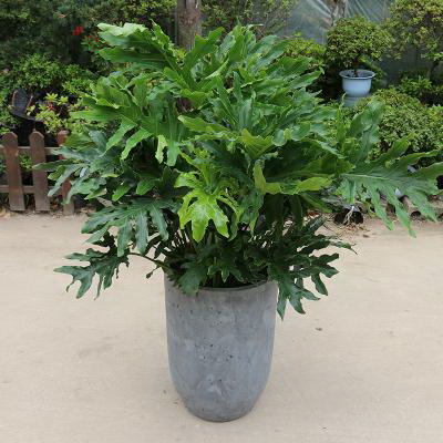 适合室内养的花排名 在家里养什么花或植物最好