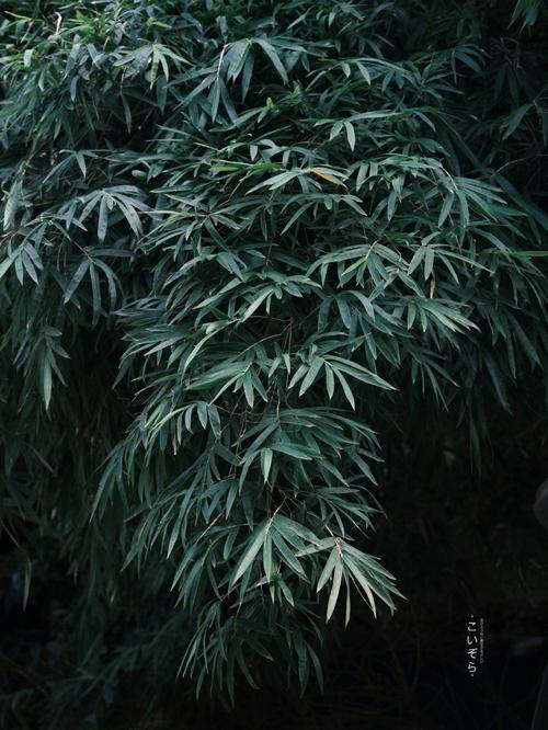沙漠玫瑰能否在冬季开花（探究沙漠玫瑰的生长环境及其开花规律）