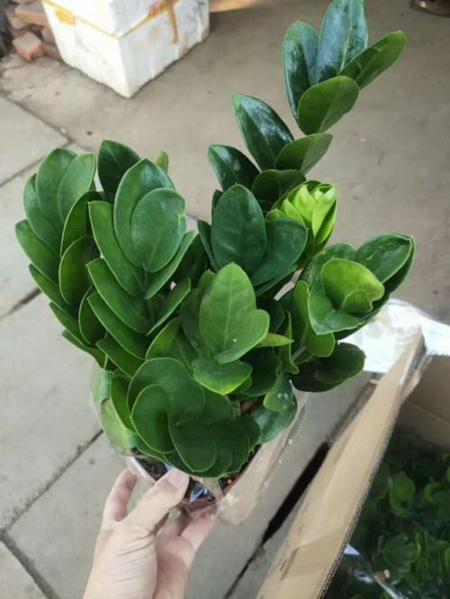 红豆杉种植技巧全解析（如何在家中种植优质的红豆杉）