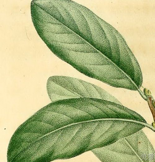 和芹菜长得很像的蔬菜详细介绍（探索不同品种的外形）
