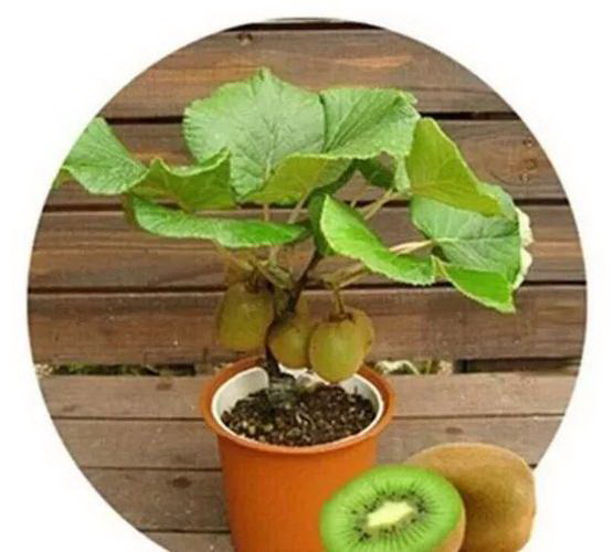 松果菊什么时候播种最好