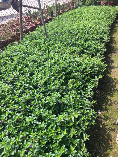 菊花种子的种植方法和时间 栽培管理技术（全要点）